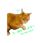 Be cats（個別スタンプ：23）