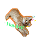 Be cats（個別スタンプ：24）