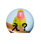 チェリー1（個別スタンプ：5）