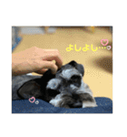 シュナウザー  Peakの毎日（個別スタンプ：1）
