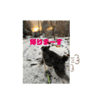 シュナウザー  Peakの毎日（個別スタンプ：7）