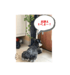 シュナウザー  Peakの毎日（個別スタンプ：8）