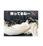 シュナウザー  Peakの毎日（個別スタンプ：10）