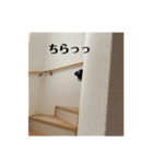 シュナウザー  Peakの毎日（個別スタンプ：11）