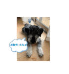 シュナウザー  Peakの毎日（個別スタンプ：18）