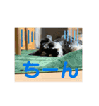 シュナウザー  Peakの毎日（個別スタンプ：24）