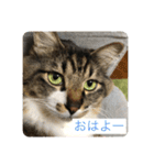 マーちろ(=^x^=)（個別スタンプ：1）