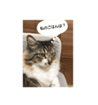 マーちろ(=^x^=)（個別スタンプ：3）