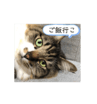 マーちろ(=^x^=)（個別スタンプ：9）