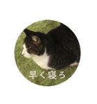 マーちろ(=^x^=)（個別スタンプ：13）