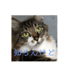 マーちろ(=^x^=)（個別スタンプ：14）