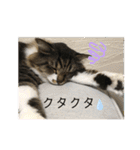 マーちろ(=^x^=)（個別スタンプ：15）