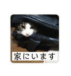 マーちろ(=^x^=)（個別スタンプ：17）