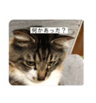マーちろ(=^x^=)（個別スタンプ：18）