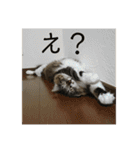 マーちろ(=^x^=)（個別スタンプ：19）