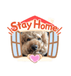 ラブリートイプードル（個別スタンプ：4）