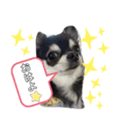 こまあざらし（個別スタンプ：2）