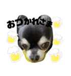 こまあざらし（個別スタンプ：3）