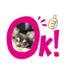 こまあざらし（個別スタンプ：5）