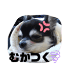 こまあざらし（個別スタンプ：12）