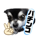 こまあざらし（個別スタンプ：16）