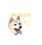 羽取チャロ（個別スタンプ：1）