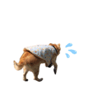 羽取チャロ（個別スタンプ：14）