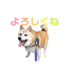 羽取チャロ（個別スタンプ：17）