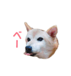羽取チャロ（個別スタンプ：18）