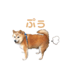 羽取チャロ（個別スタンプ：24）