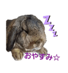 チェス(๑´×`๑)（個別スタンプ：2）