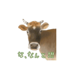 薫る野牧場のジャージー牛さん達 (2)（個別スタンプ：7）