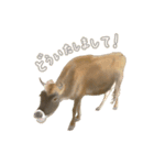 薫る野牧場のジャージー牛さん達 (2)（個別スタンプ：8）