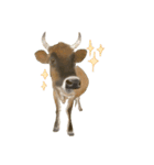 薫る野牧場のジャージー牛さん達 (2)（個別スタンプ：10）