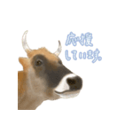 薫る野牧場のジャージー牛さん達 (2)（個別スタンプ：14）
