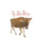 薫る野牧場のジャージー牛さん達 (2)（個別スタンプ：18）