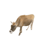 薫る野牧場のジャージー牛さん達 (2)（個別スタンプ：24）