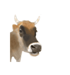 薫る野牧場のジャージー牛さん達 (2)（個別スタンプ：25）