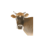 薫る野牧場のジャージー牛さん達 (2)（個別スタンプ：27）