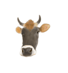 薫る野牧場のジャージー牛さん達 (2)（個別スタンプ：31）