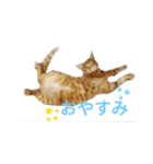 ふうきん（個別スタンプ：3）