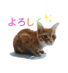 ふうきん（個別スタンプ：12）