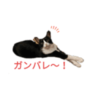 ふうきん（個別スタンプ：13）