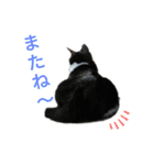 ふうきん（個別スタンプ：15）