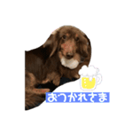 ダックスと暮らす毎日③（個別スタンプ：3）