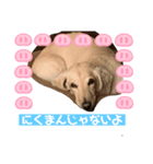 ダックスと暮らす毎日③（個別スタンプ：4）