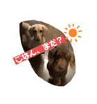 ダックスと暮らす毎日③（個別スタンプ：5）