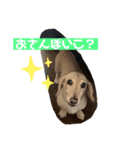 ダックスと暮らす毎日③（個別スタンプ：7）