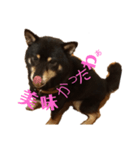 黑しば大吉（個別スタンプ：4）