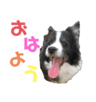 日常会話我が家のわんこ（個別スタンプ：1）